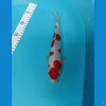 kohaku 23 cm