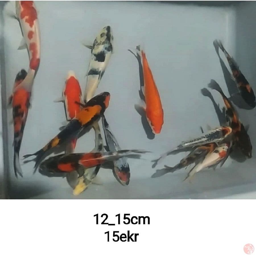 paket mic, 15ekr