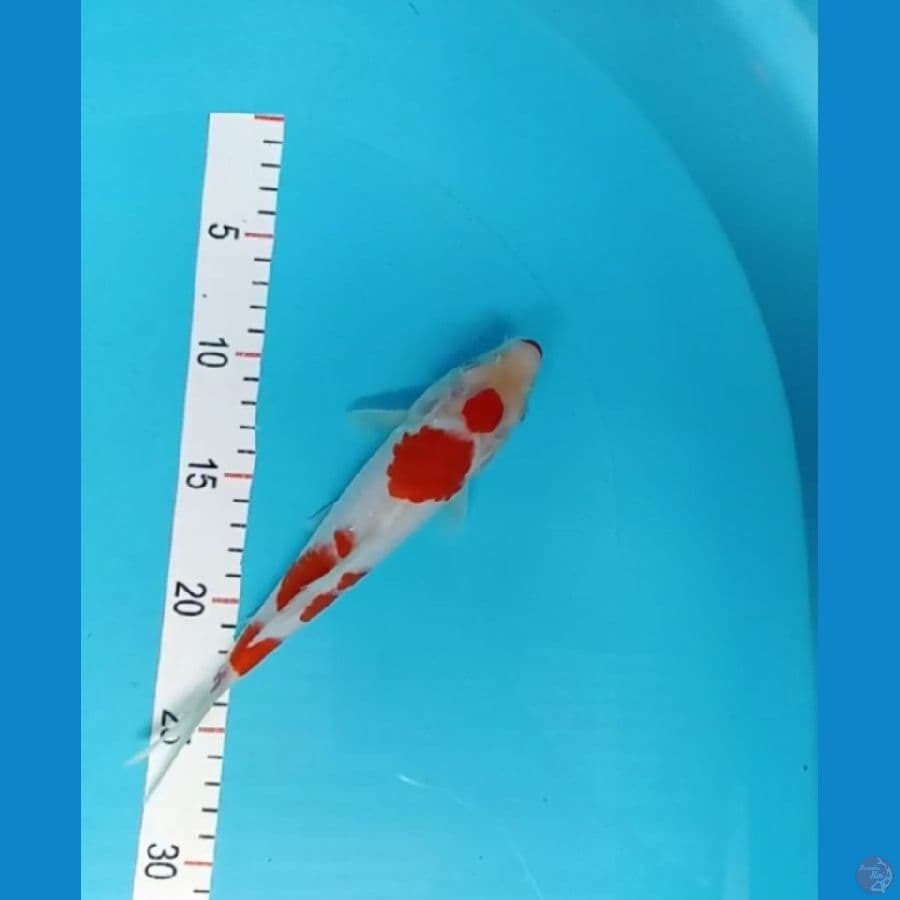 kohaku 22 cm