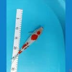 kohaku 22 cm