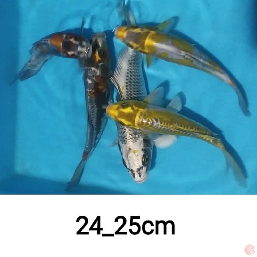 paket mic, 5ekr