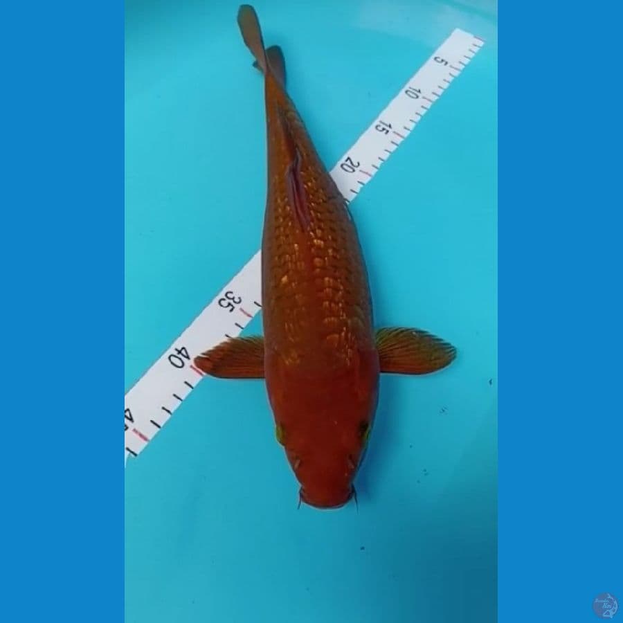 cagoi tembaga 38 cm