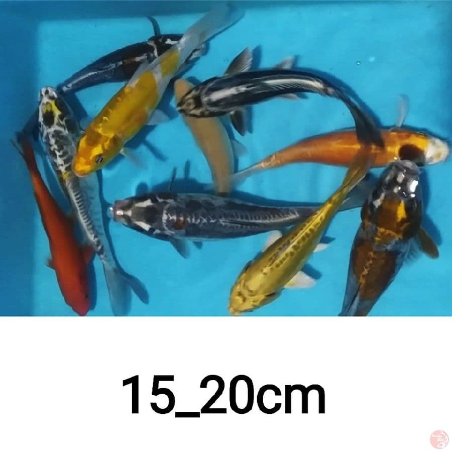 paket mic, 10ekr