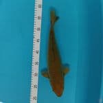 midori 35 cm