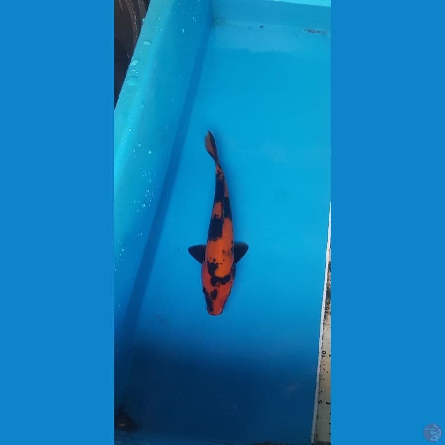 hi utsuri 24cm