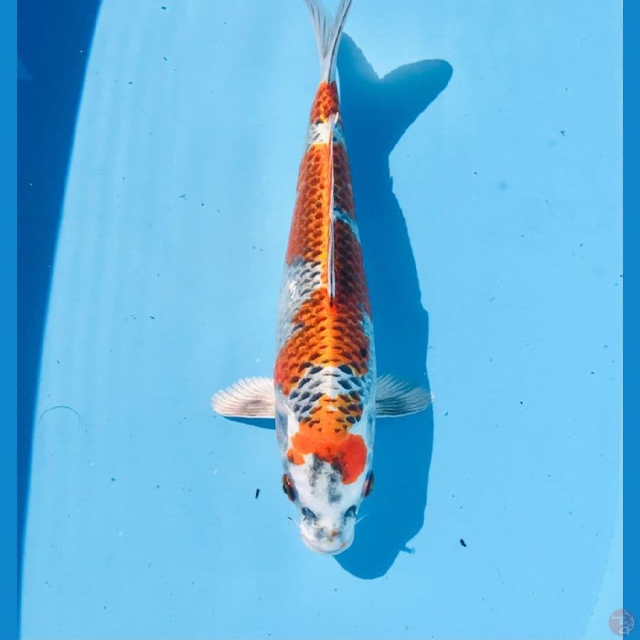 beni gingga, 26 cm
