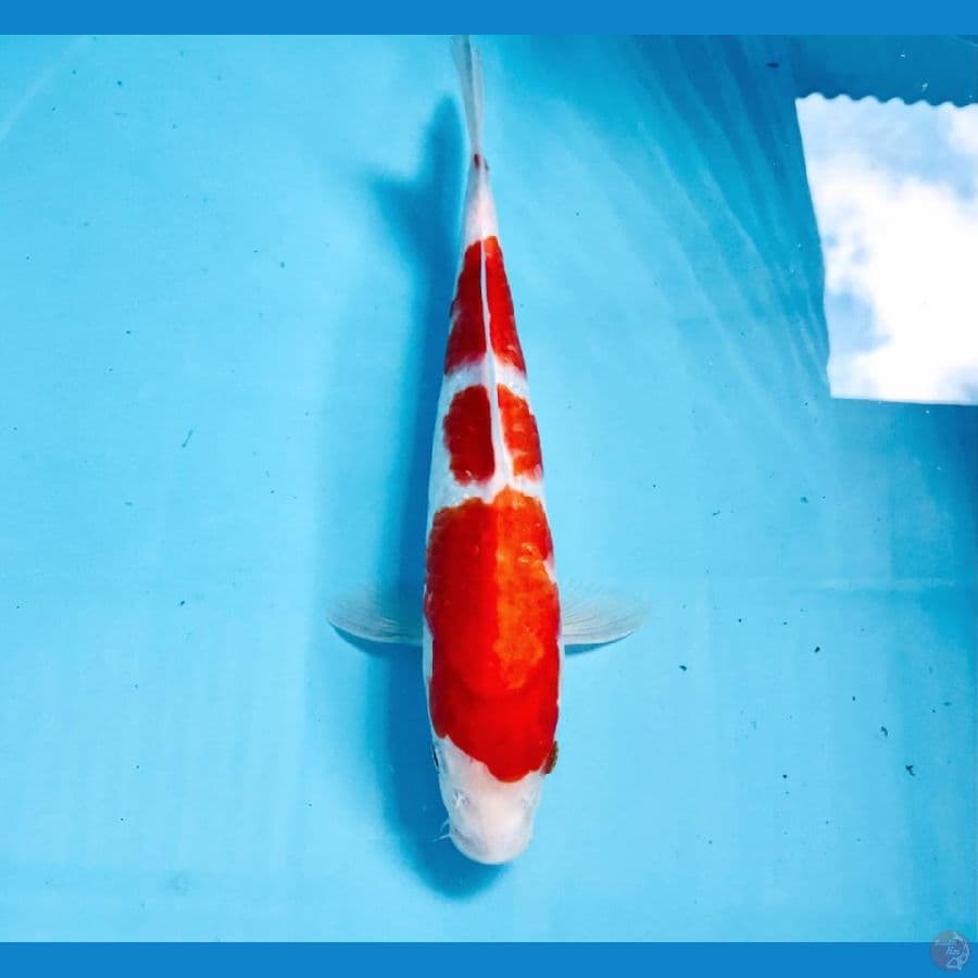 kohaku, 27 cm