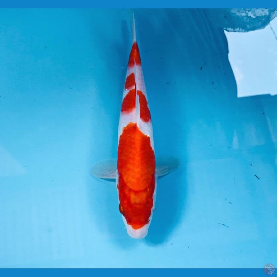 kohaku, 27 cm