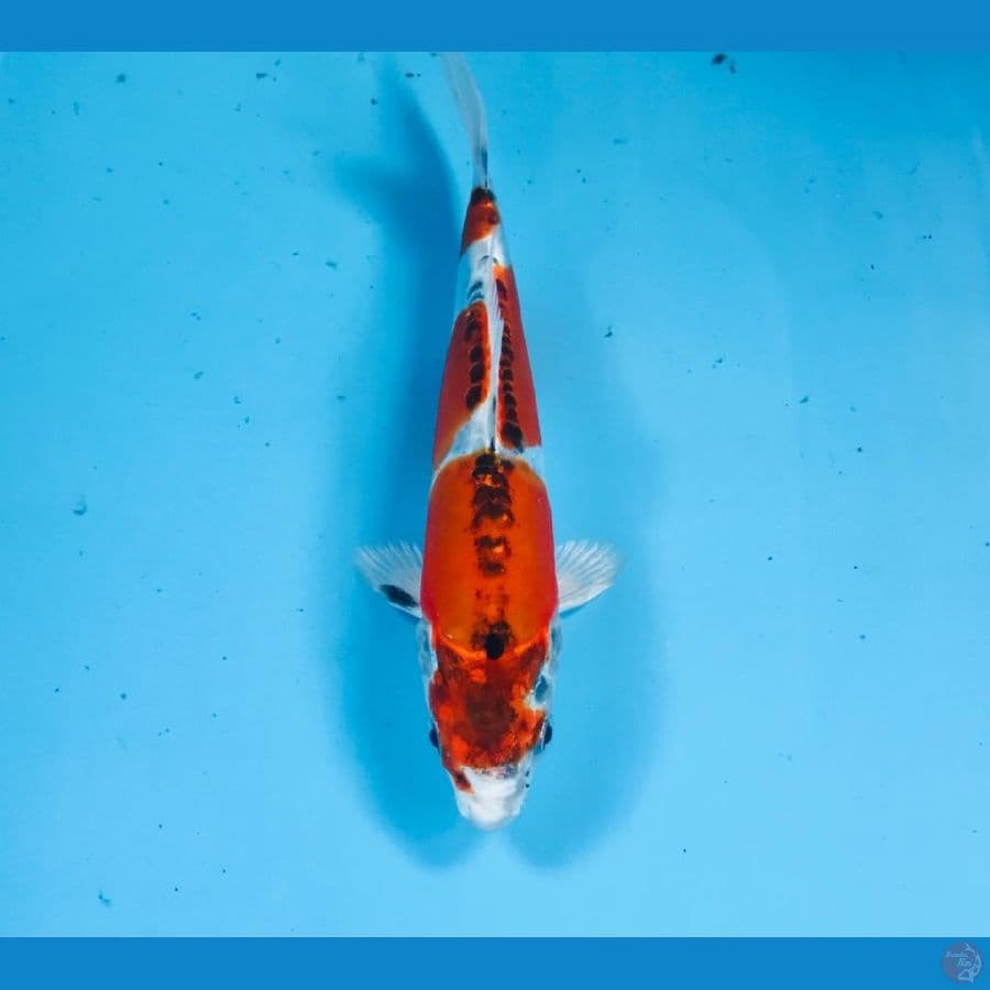 F1 beni kiko, 20 cm