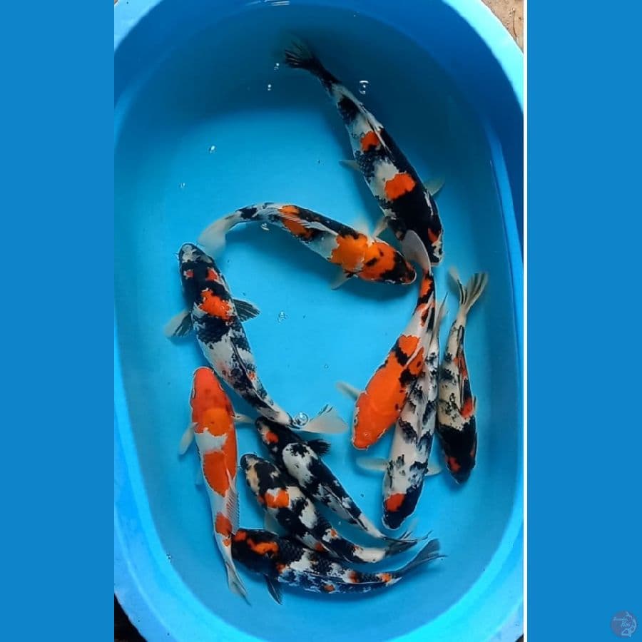 mix 27-32cm