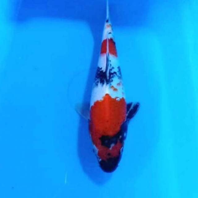 Showa 30cm