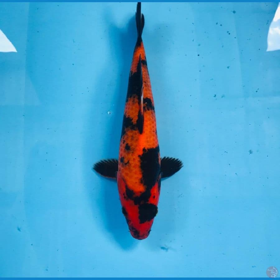hi utsuri, 27 cm
