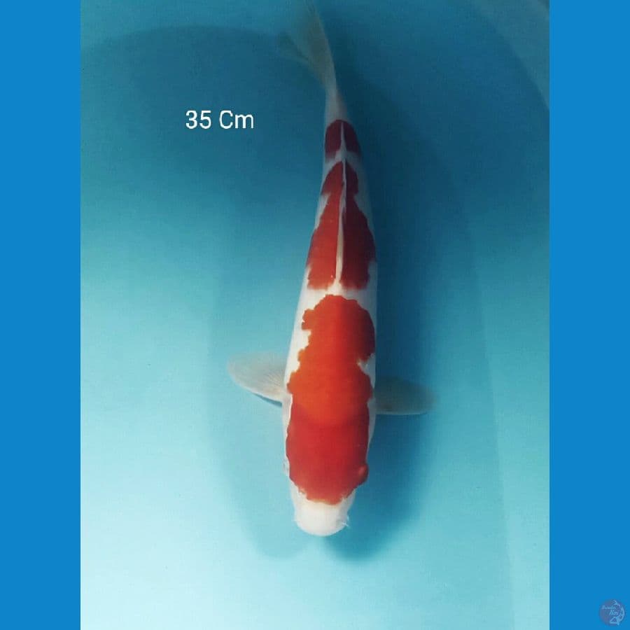 Kohaku 35 Cm