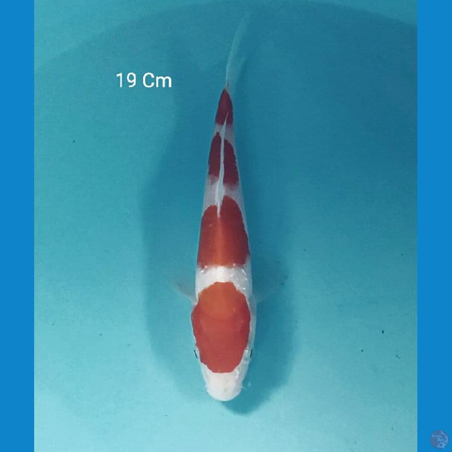 Kohaku 19 Cm