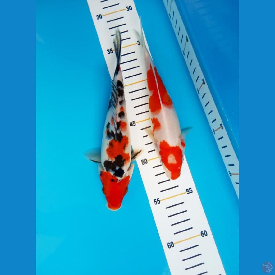 sanke - kohaku 20-21cm 