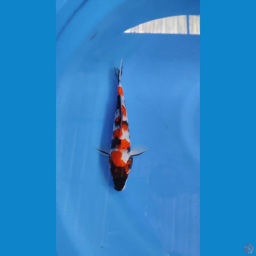 showa 21cm