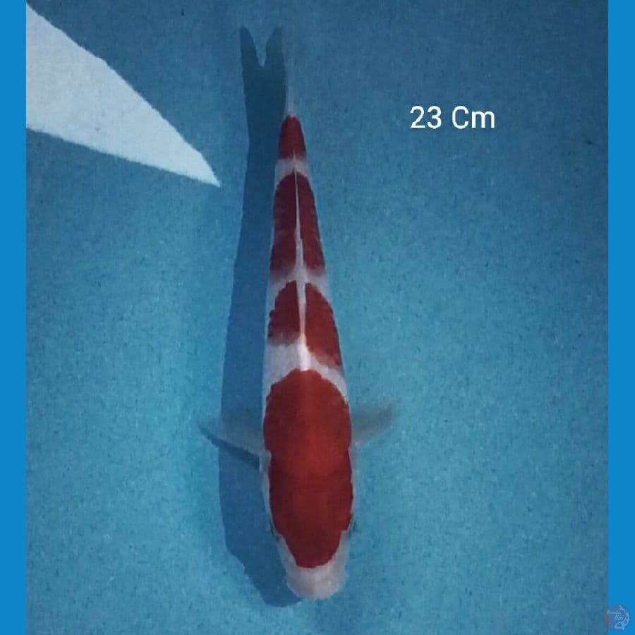Kohaku 23 Cm