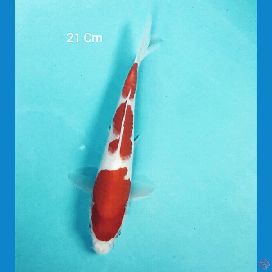 Kohaku 21 Cm