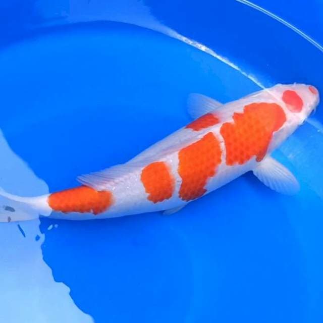 Kohaku F1