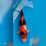 deep red, jettblack