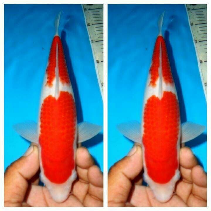 Baby nidan kohaku f1