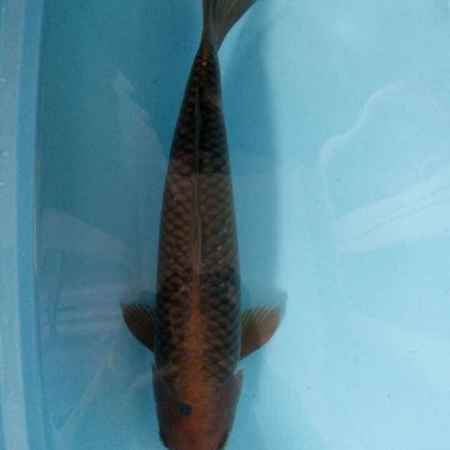 Chagoi tembaga 47cm