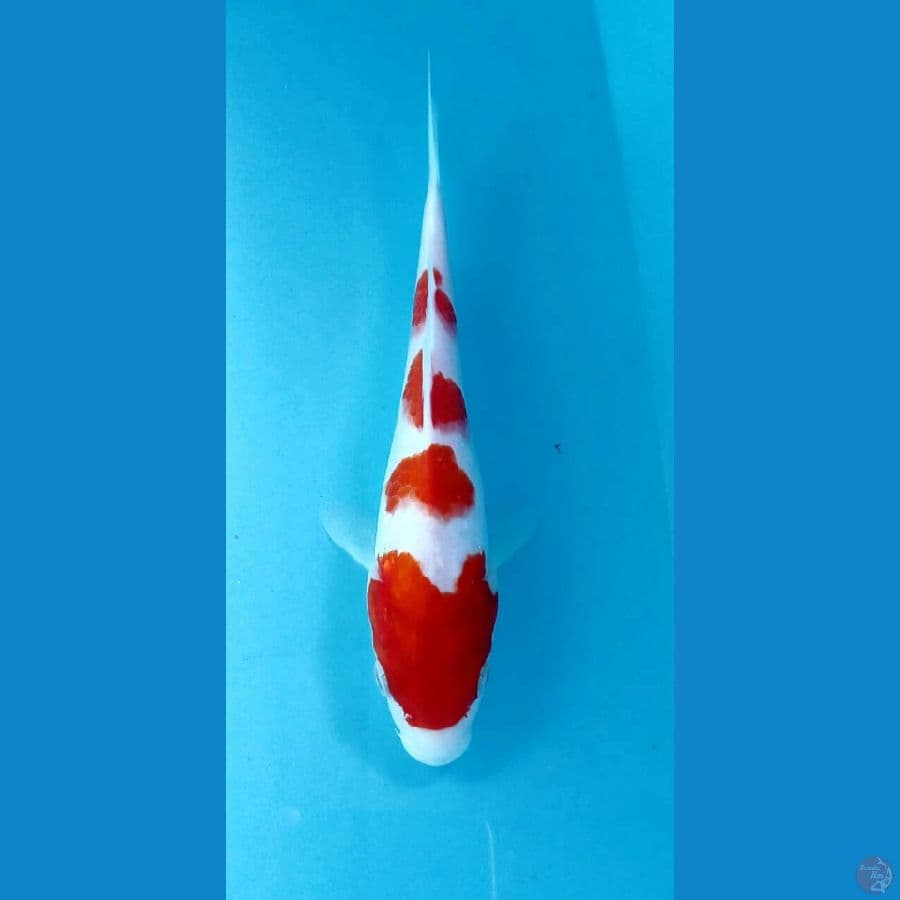 kohaku short body 20cm