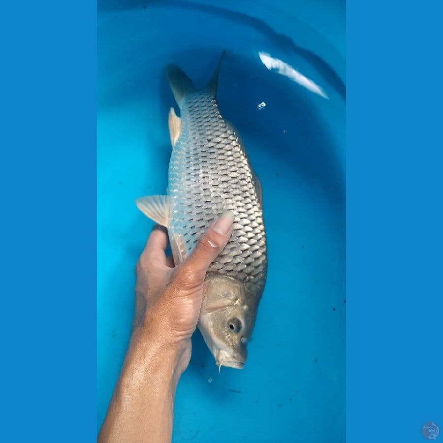 soragoi 33cm female