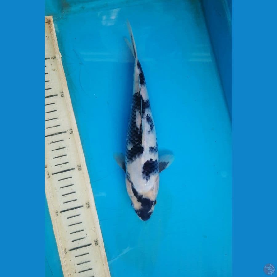 shiro 25cm