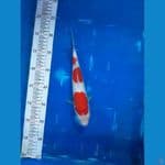 Kohaku 3 step, ORI, Jantan, 27cm