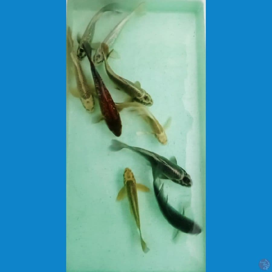 MIX KOI