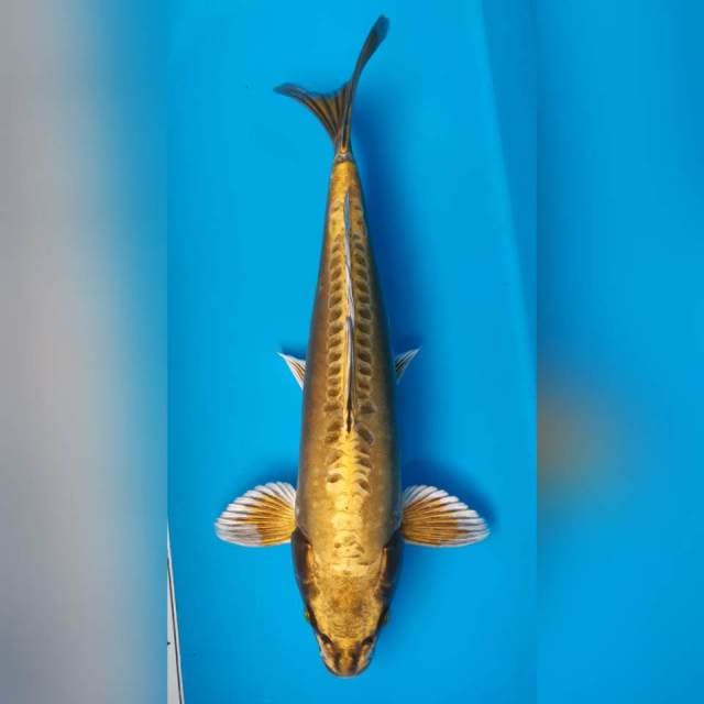 MUKASHI DOITSU MALE