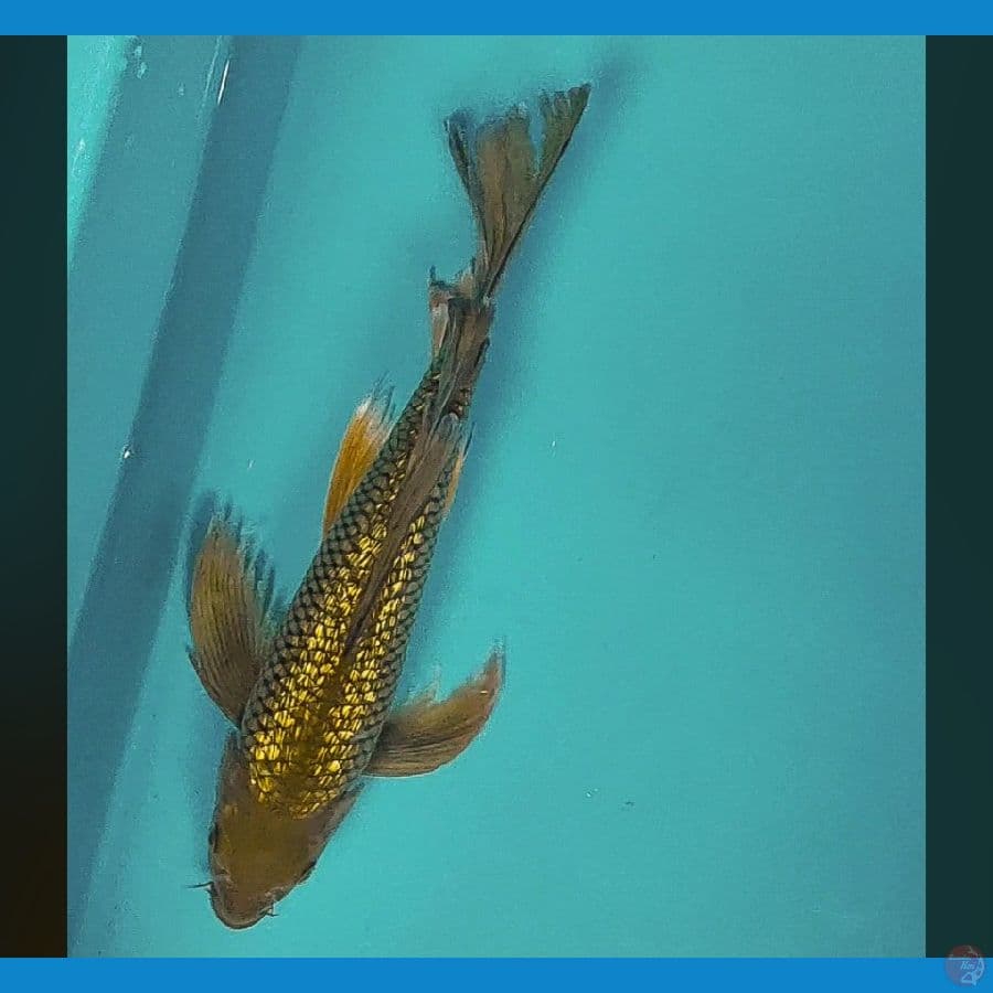 kumpay midori ginrin 30cm male