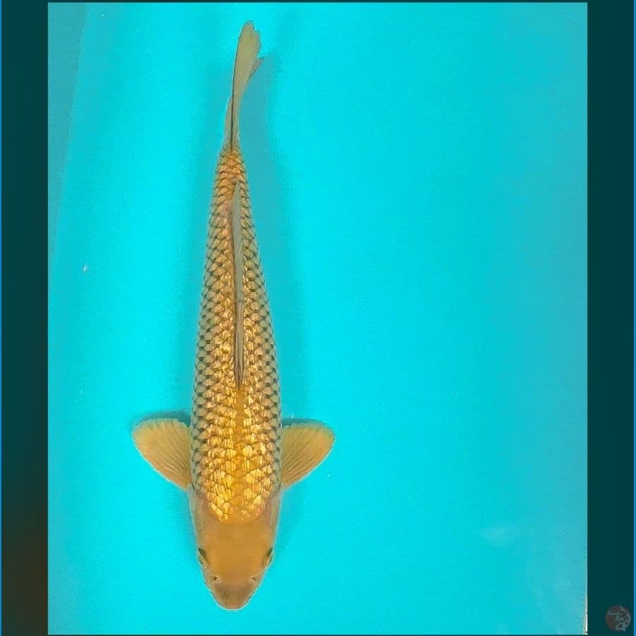 midori ginrin 31cm male