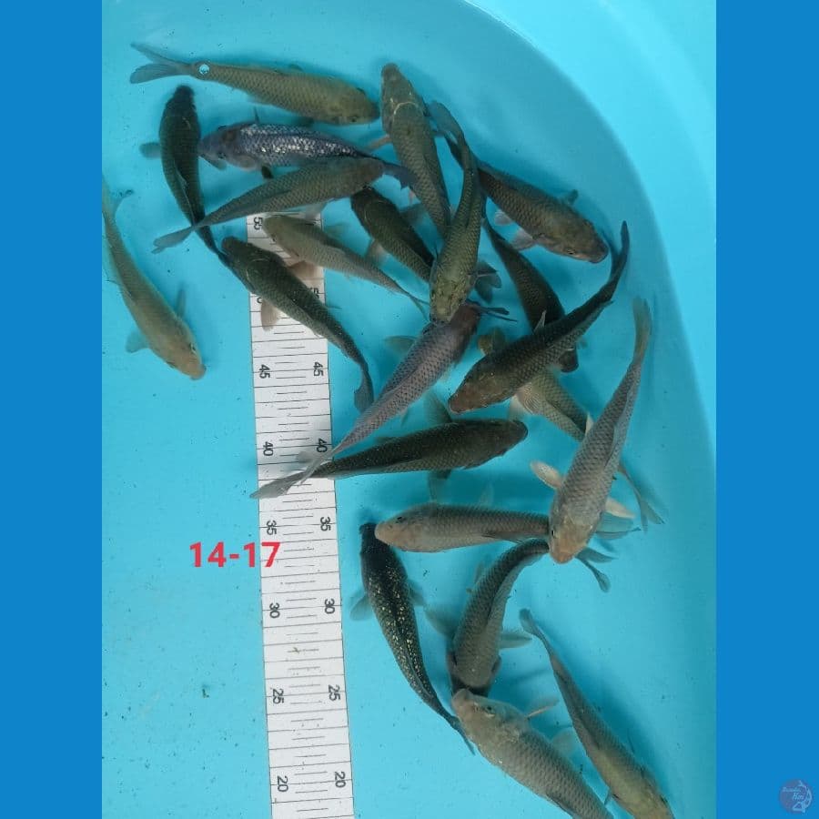 soragoi 14-17 cm