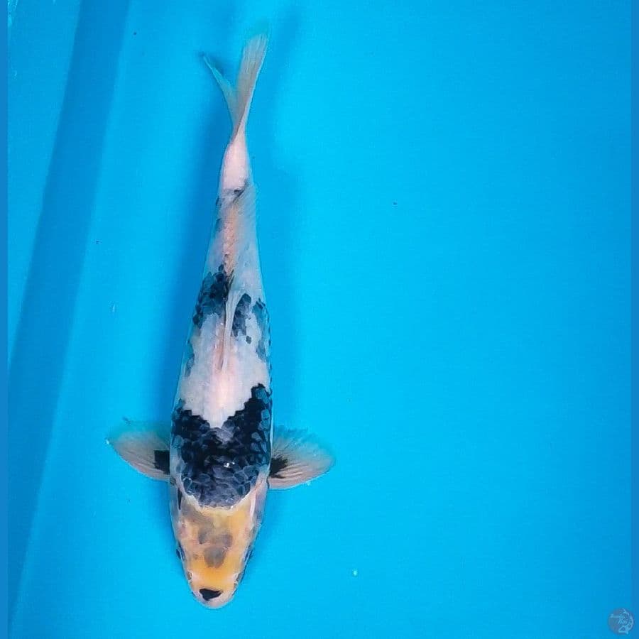 good shiro 27cm male