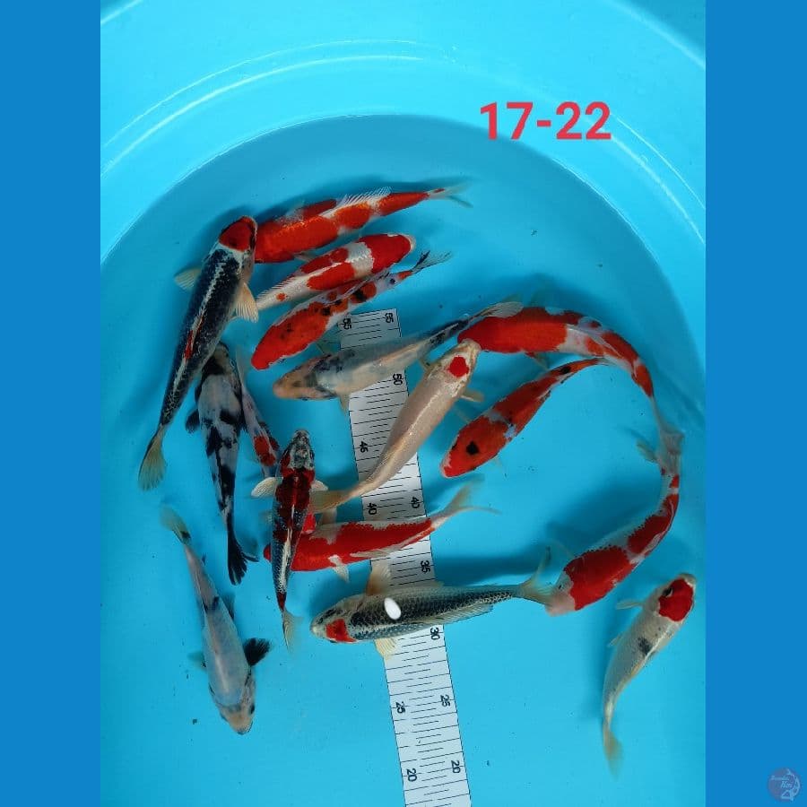 mix mantap 17-22cm