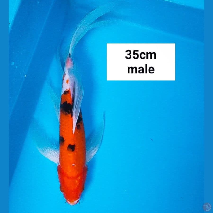 kumpay sanke 35cm male