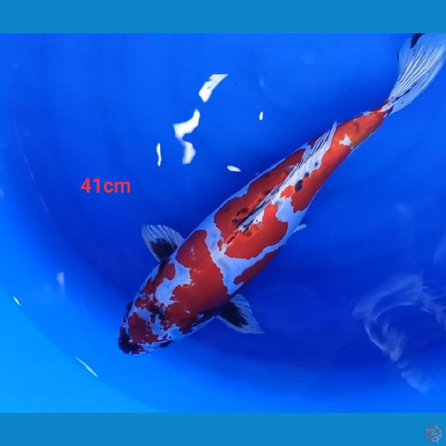 Beny kikuryu 41 cm