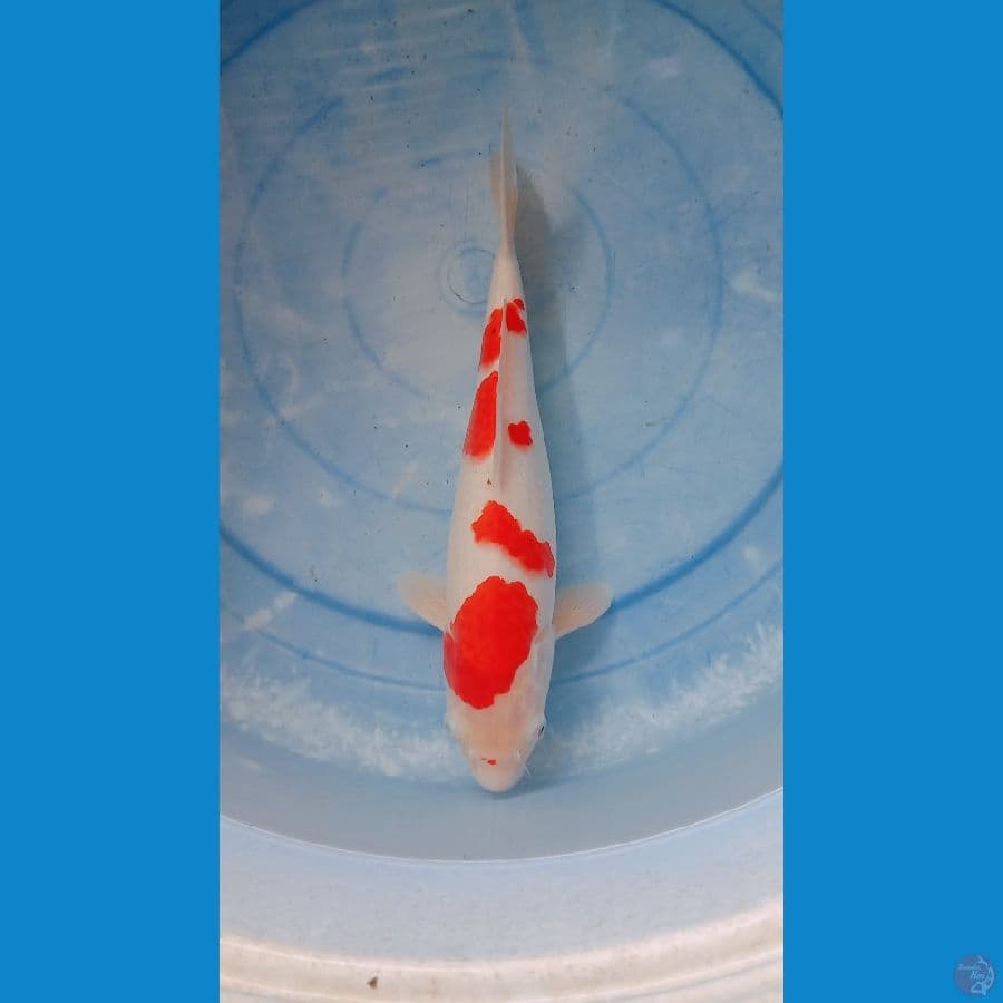 kohaku super 35 cm