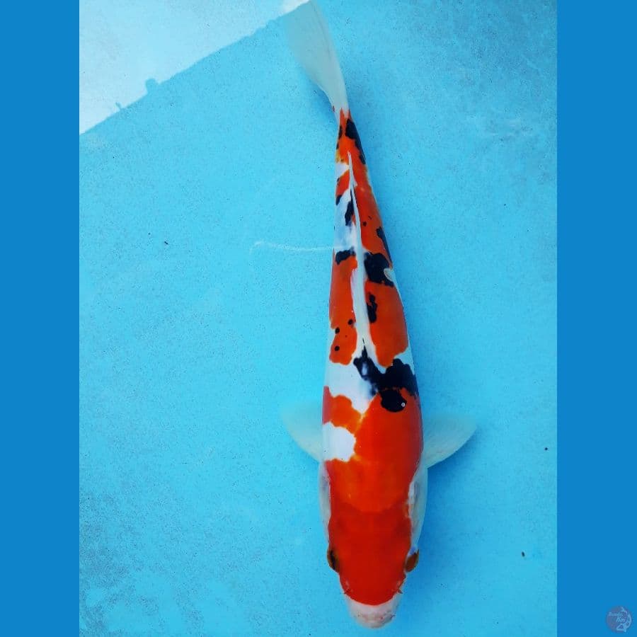 doitsu sq 25cm