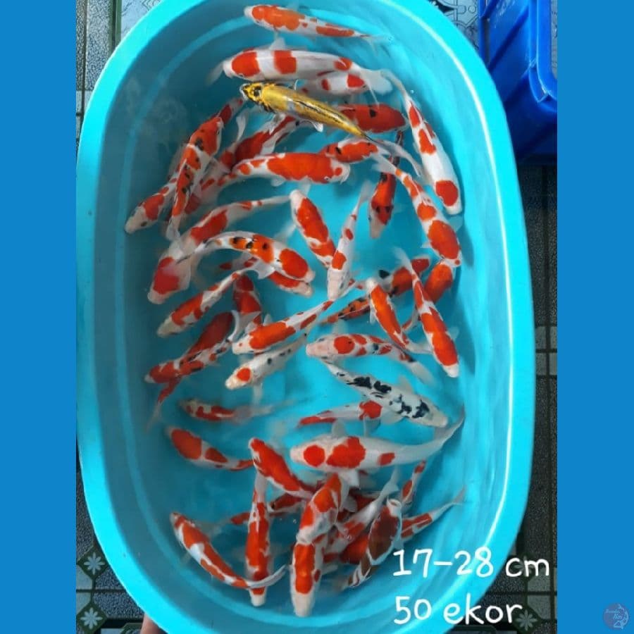 BORONGAN Kohaku sisik dan Doit 17-29cm 100ekor