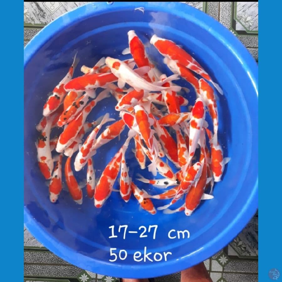 BORONGAN Kohaku sisik dan Doit 17-29cm 100ekor