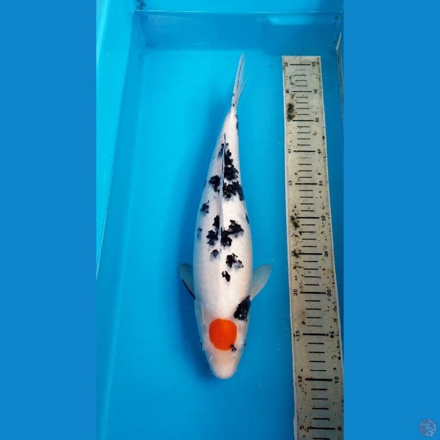 Tancho Sanke 38 cm F