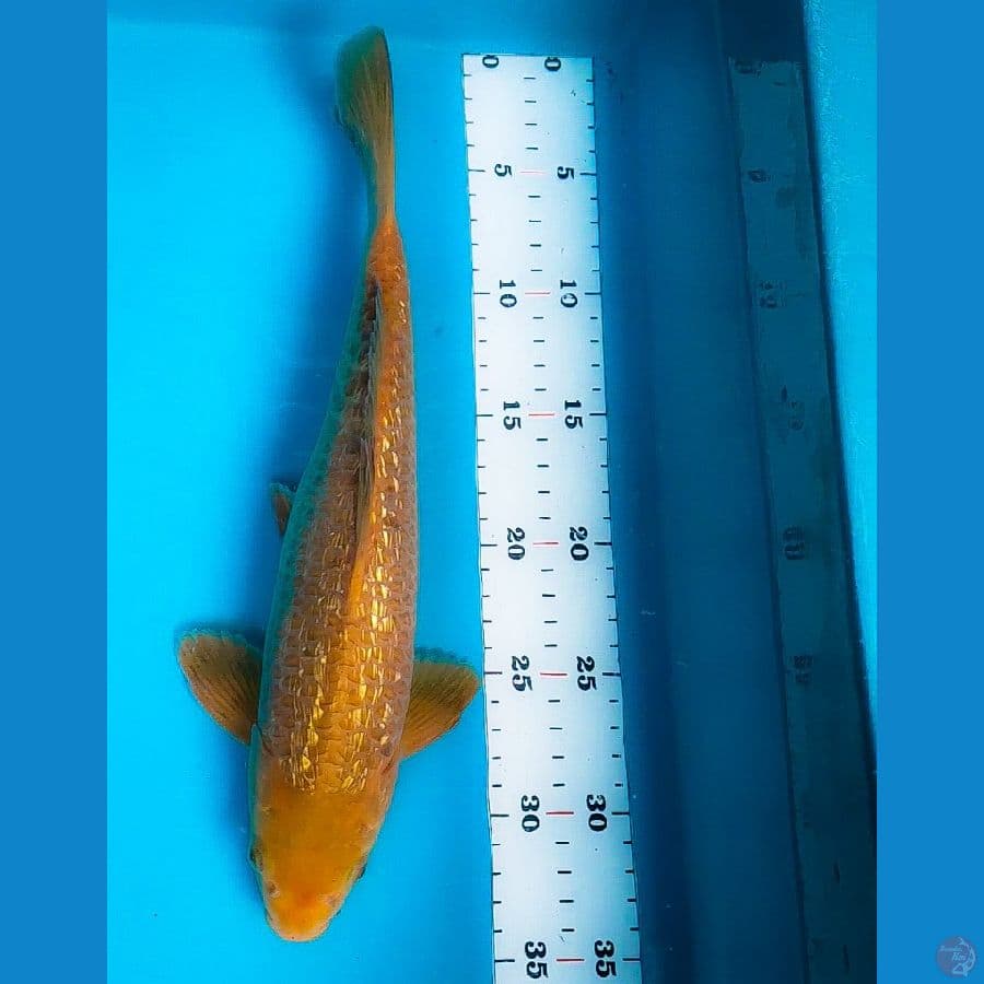 caramel ginrin 30cm male