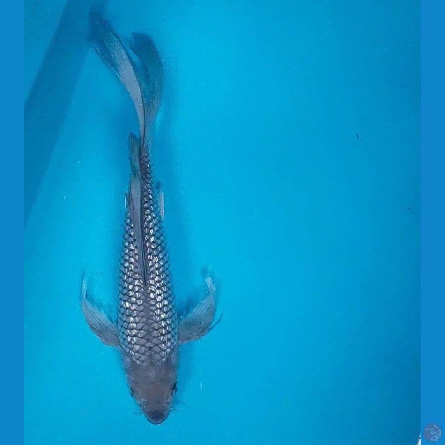 kumpay soragoi 26cm male