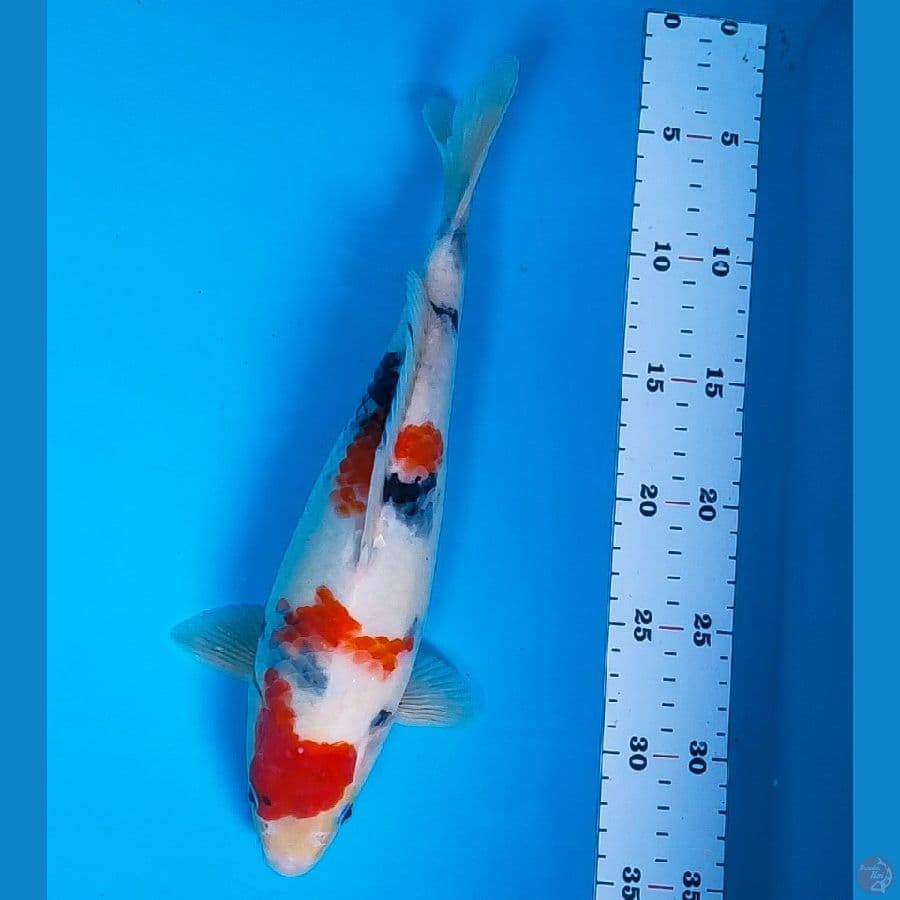 showa tategoi 30cm male