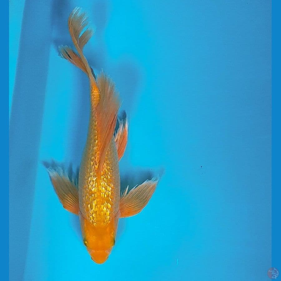 red karashi ginrin 27cm male