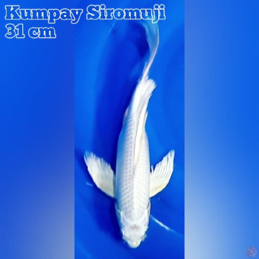 Kumpay Siromuji 31 cm