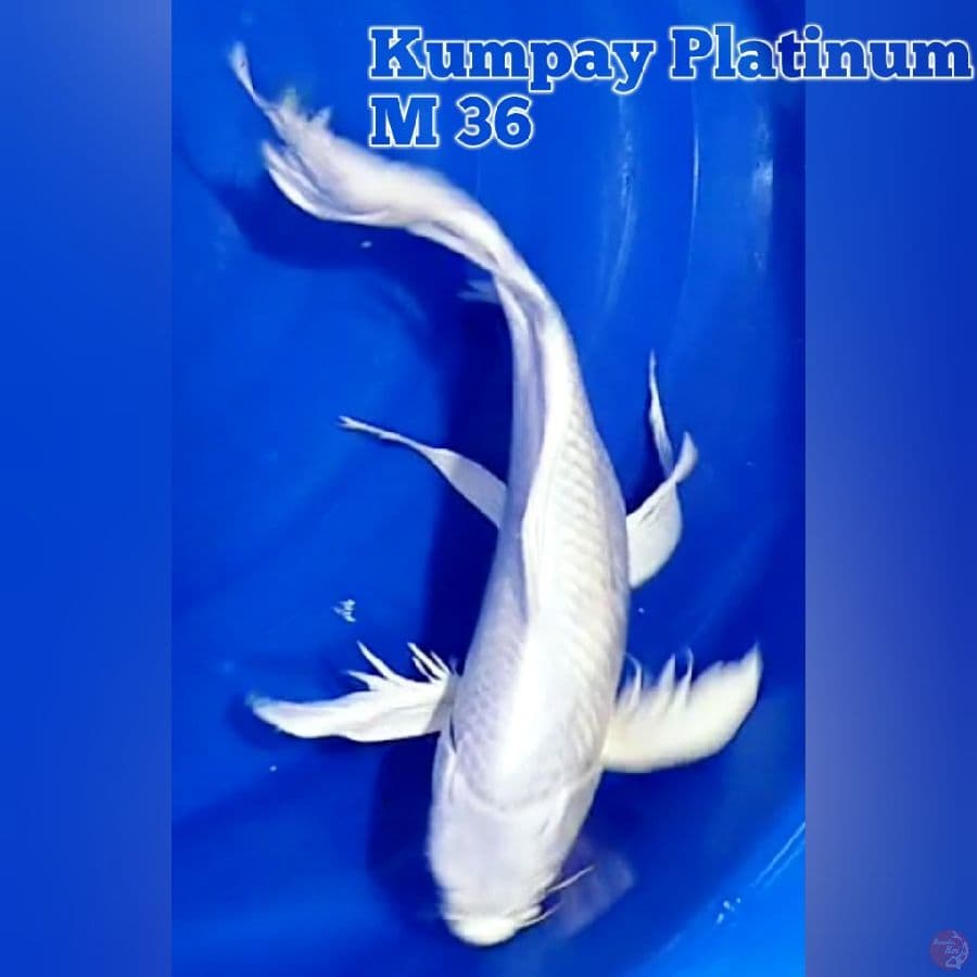 Kumpay Platinum M36